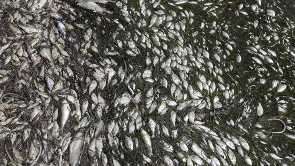Fish during Florida Red Tide