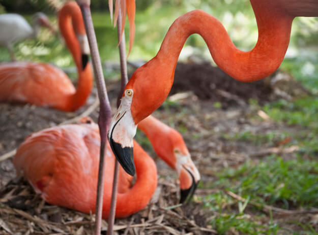 Photo of three flamingos