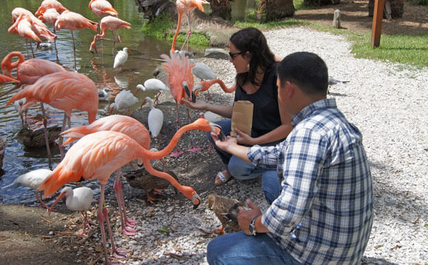 People feeding flamingos at Sarasota Jungle Gardens