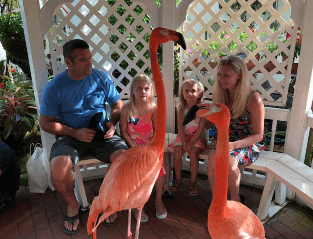 Photo of people with flamingos in a gazebo