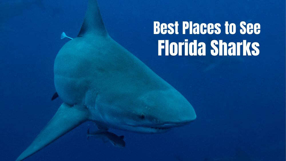 videos of sharks in florida        <h3 class=