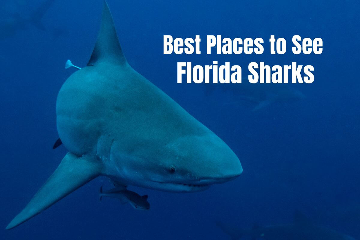 Best Places to See Florida Sharks