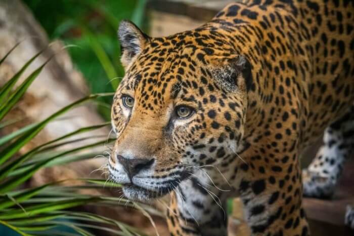 Photo of a jaguar at the Brevard Zoo
