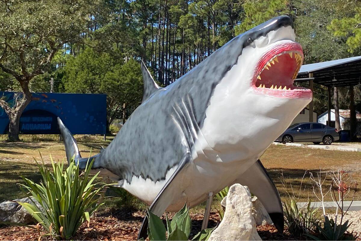 Carabelle Shark sculpture