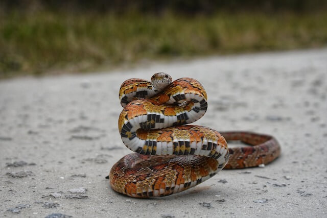 Photo of Corn Snake by Florida Fish and Wildlife Commission