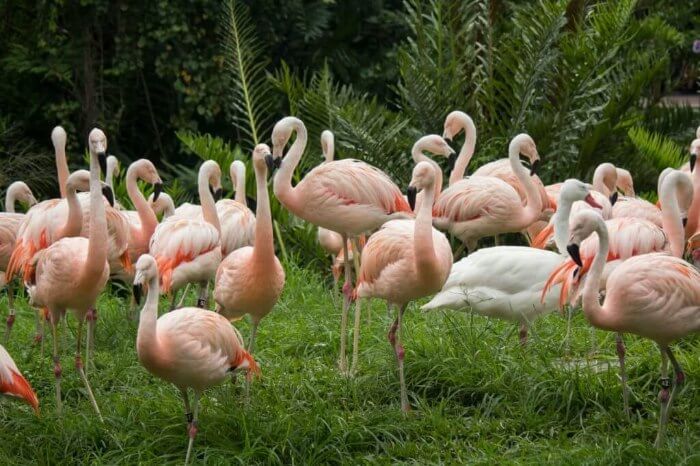 Photo of flamingos at the Brevard Zoo