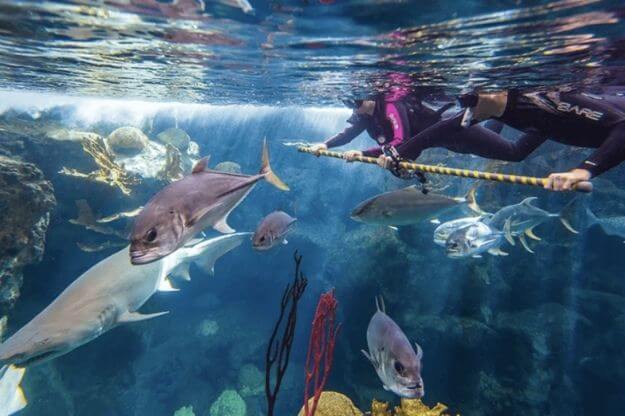 Photo of a person swimming with sharks at the Florida Aquarium 