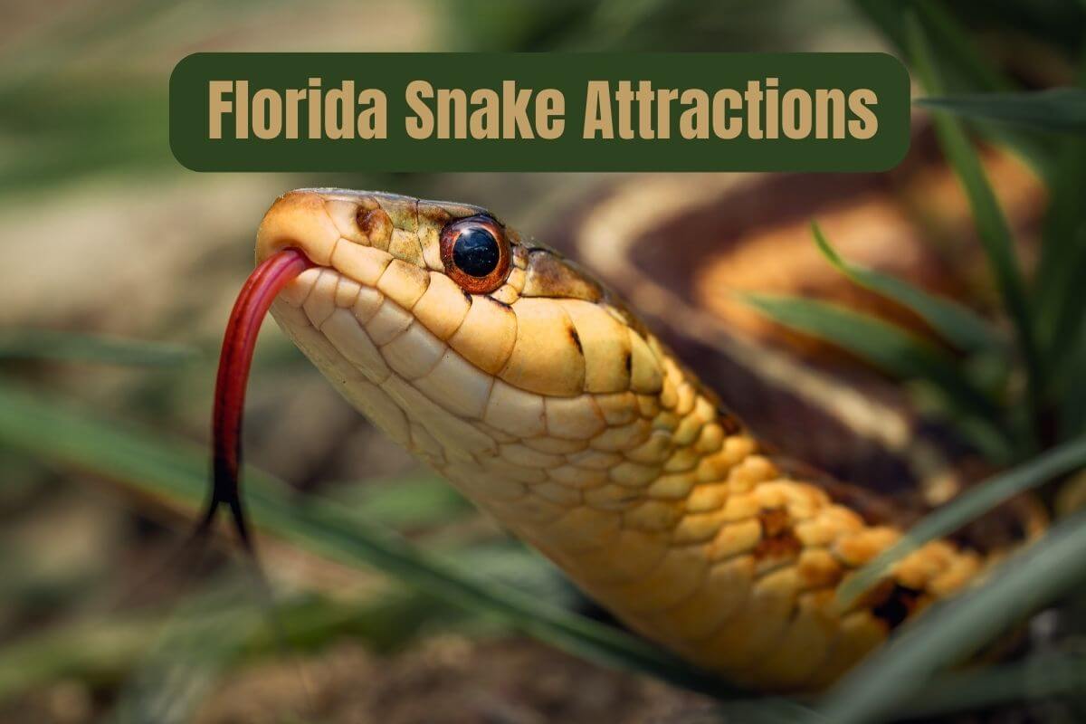 Florida Snake Attractions