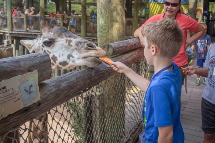 Photo of a boy feeding a giraffe