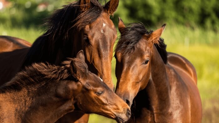 Photo of three horses
