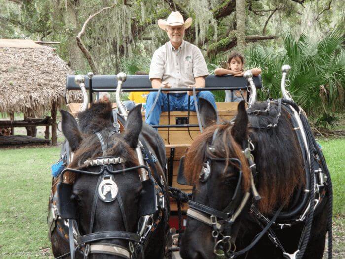 Photo of a horse drawn tram tour at Jonathan Dickinson State Park