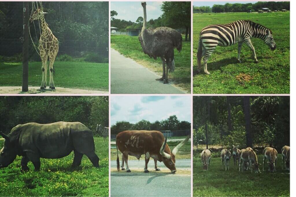 Lion Country Safari Florida Drive-Thru animals