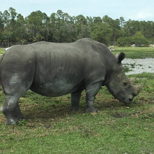 Photo of a rhino at Lion Country safari one of the Florida Drive-Thru Stores & Attractions