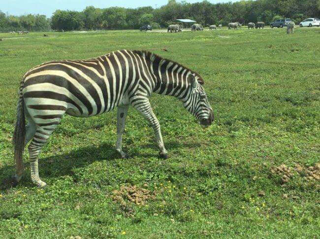 Photo of a zebra at Lion Country Safari