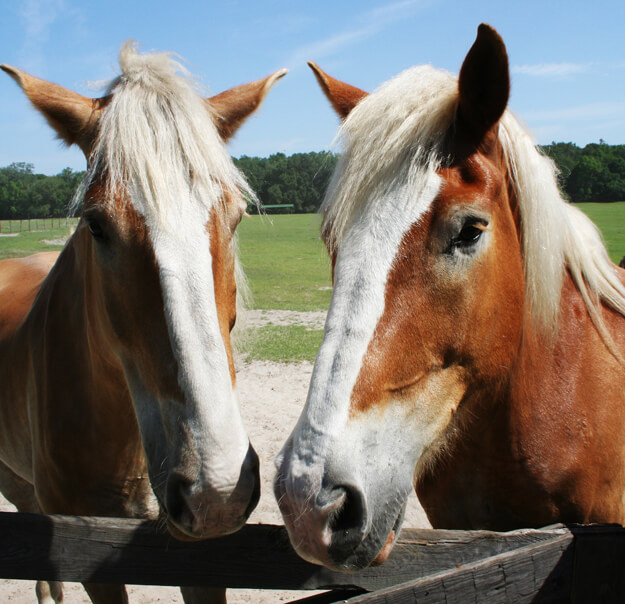 Horses at Mill Creek Farm.