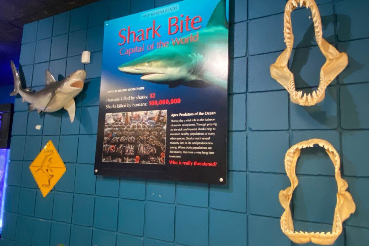 The Shark Bite Capital of the World is New Smyrna Beach, Florida