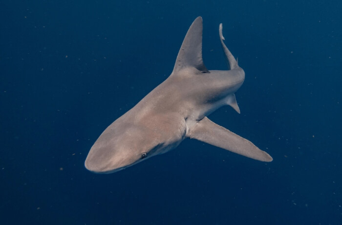 Photo of a shark