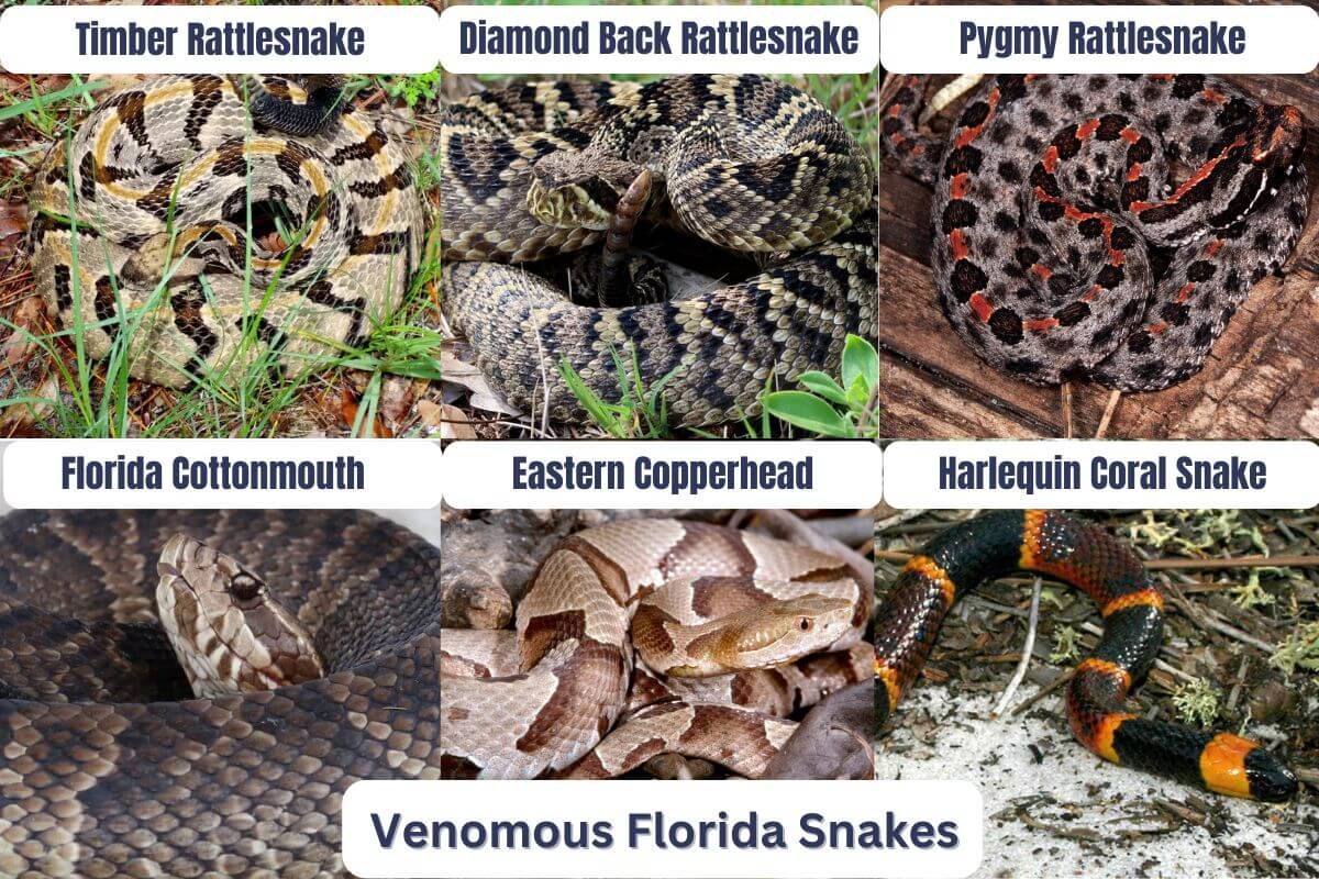 Venomous Florida Snakes