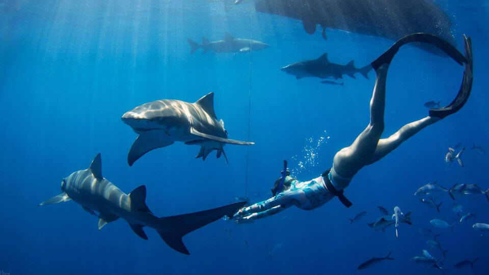 Photo of a person swimming with two sharks