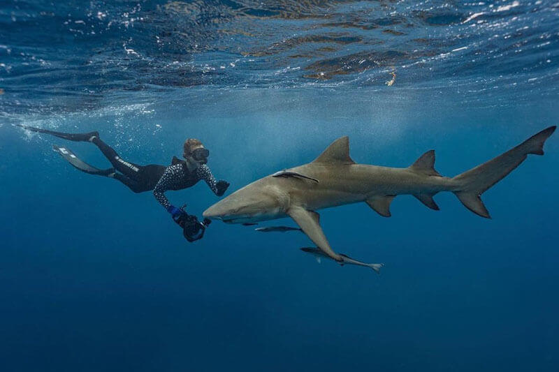 Photo of a person swimming with a shark