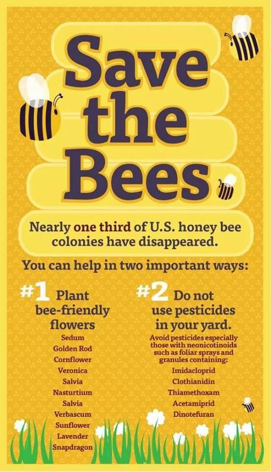 Image with list of ways to Save the Bees