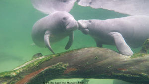 Photo of Florida Manatees from Save the Manatee Club
