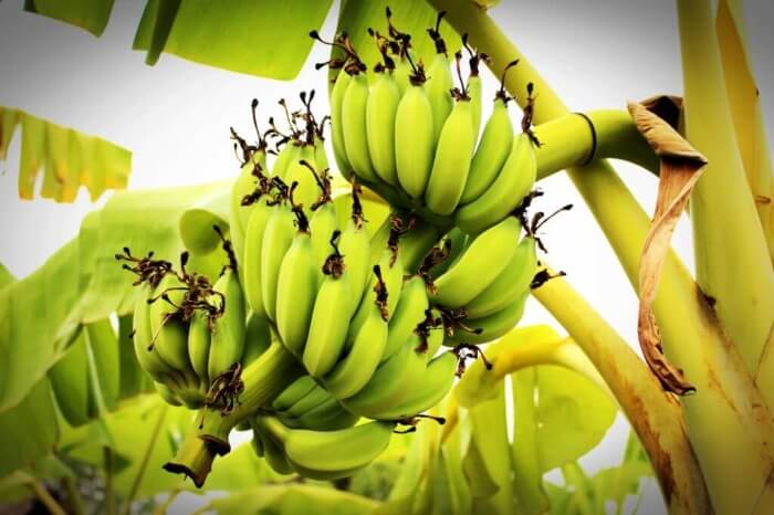 Picture of a Banana Plant