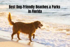 Best Dog Friendly Beaches in Florida featuring a golden retriever on beach