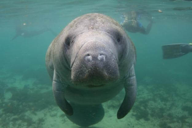 Photo of an endangered Florida manatee with swimmers in the background