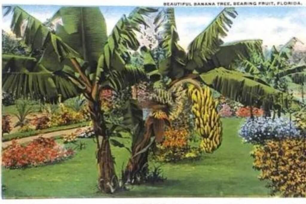 Florida Banana Tree Vintage Postcard from 1920s