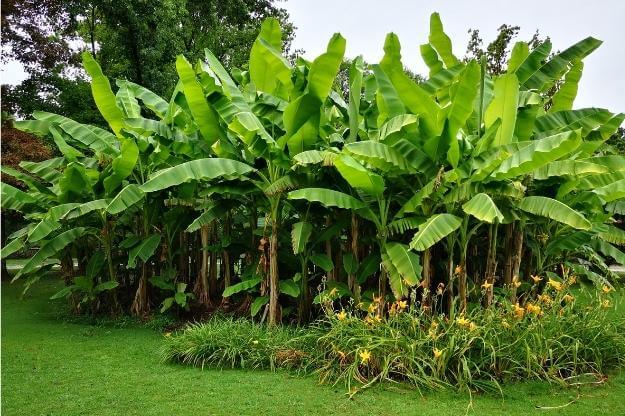 Florida backyard banana trees