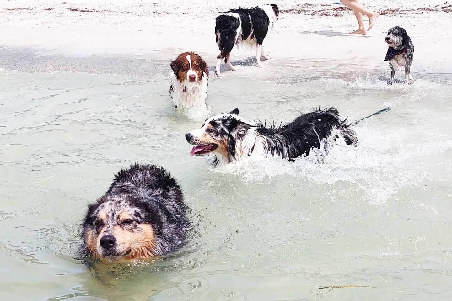 Large group of dogs swimming at Fort De Soto Dog Beach.