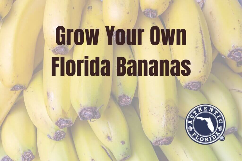 Grow Your Own Florida Bananas
