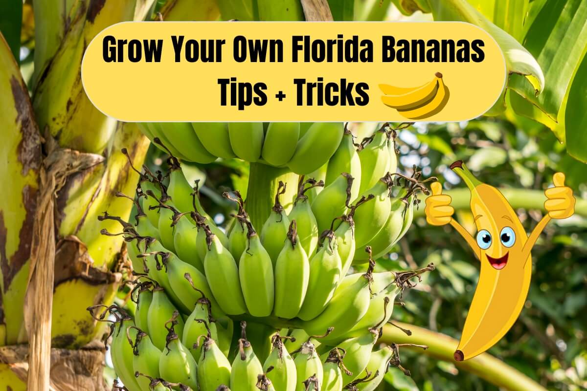 Grow Your Own Florida Bananas Tips and Tricks