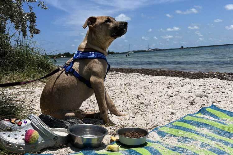 Key Biscayne Dog beach dog on beach.