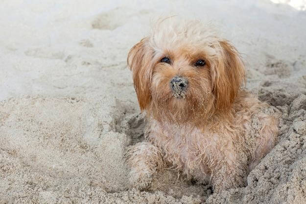 Little dog playing in the sand at dog-friendly Florida beach.