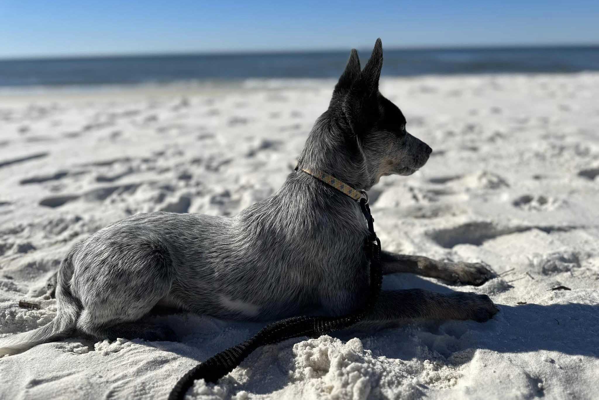 Panama City Dog Beach dog on the beach.