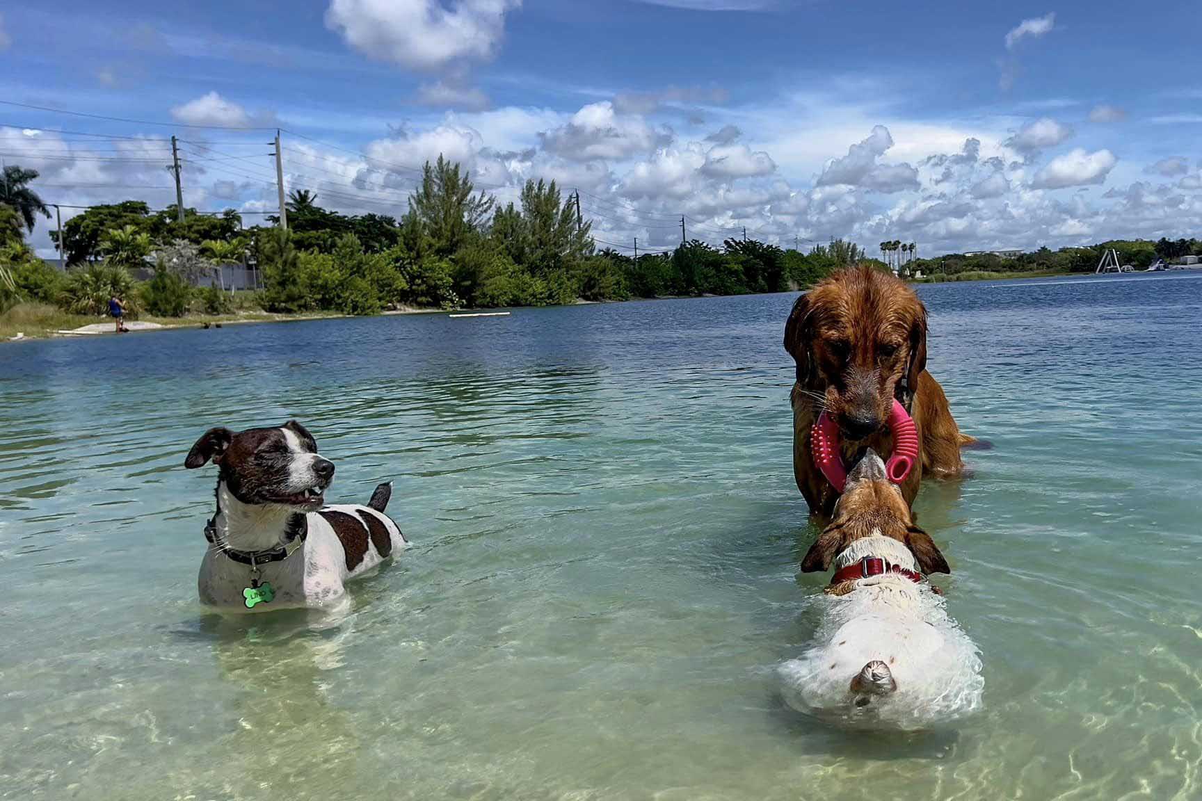 Performance Pups Freshwater Dog Beach.