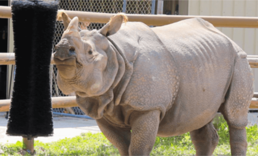 Rhino at the Central Florida Zoo