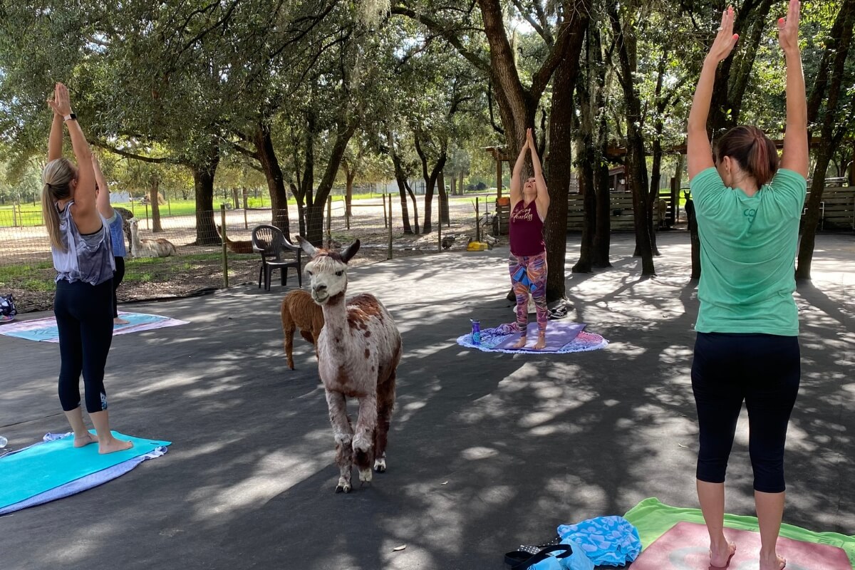Three yogis at Alpaca Yoga at LunaSea in Clermont a unique place to do yoga in Florida