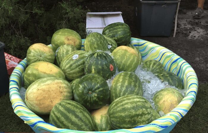 Photo of a bucket of watermelons