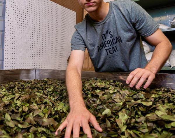 Man taking care of Yaupon Brothers Tea Leaves 
