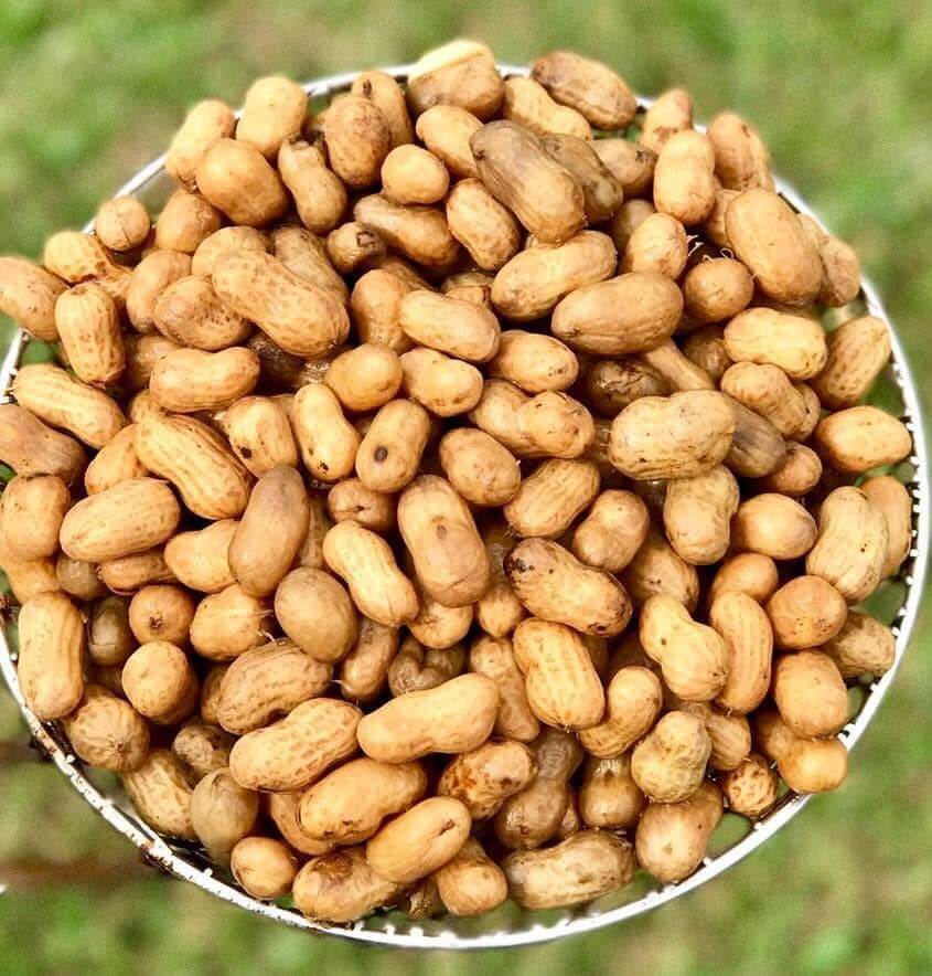 Photo of Peanuts from Lowry Farms in Jay Florida