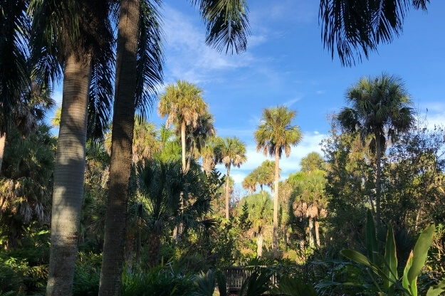 Photo of palm trees at McKee Botanical Gardens
