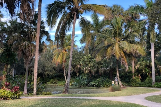 Photo of palm trees at Mckee Botanical Garden