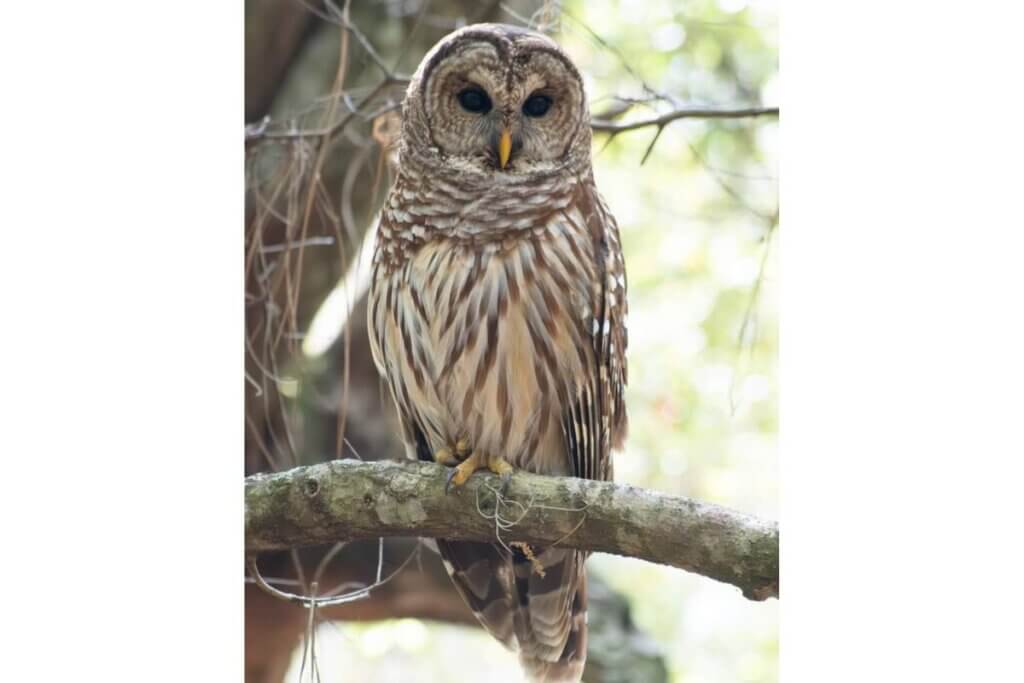 Owl taken at Lake Baldwin