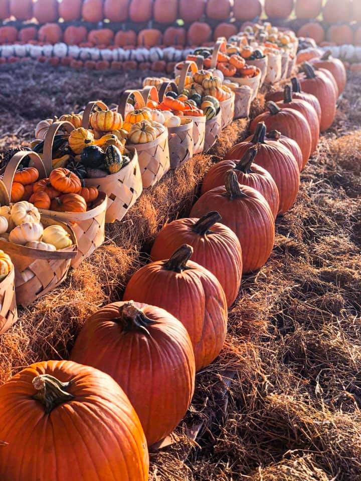 Pumpkins at Southern Hill Farms