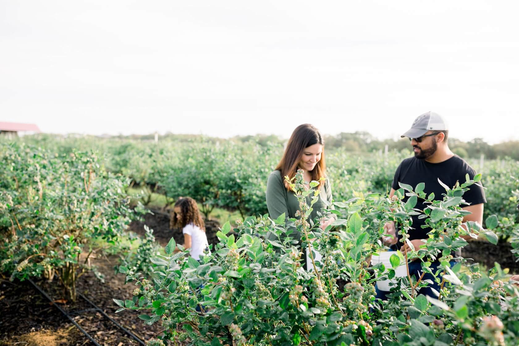Photo of blueberry picking at Southern Hill Farms