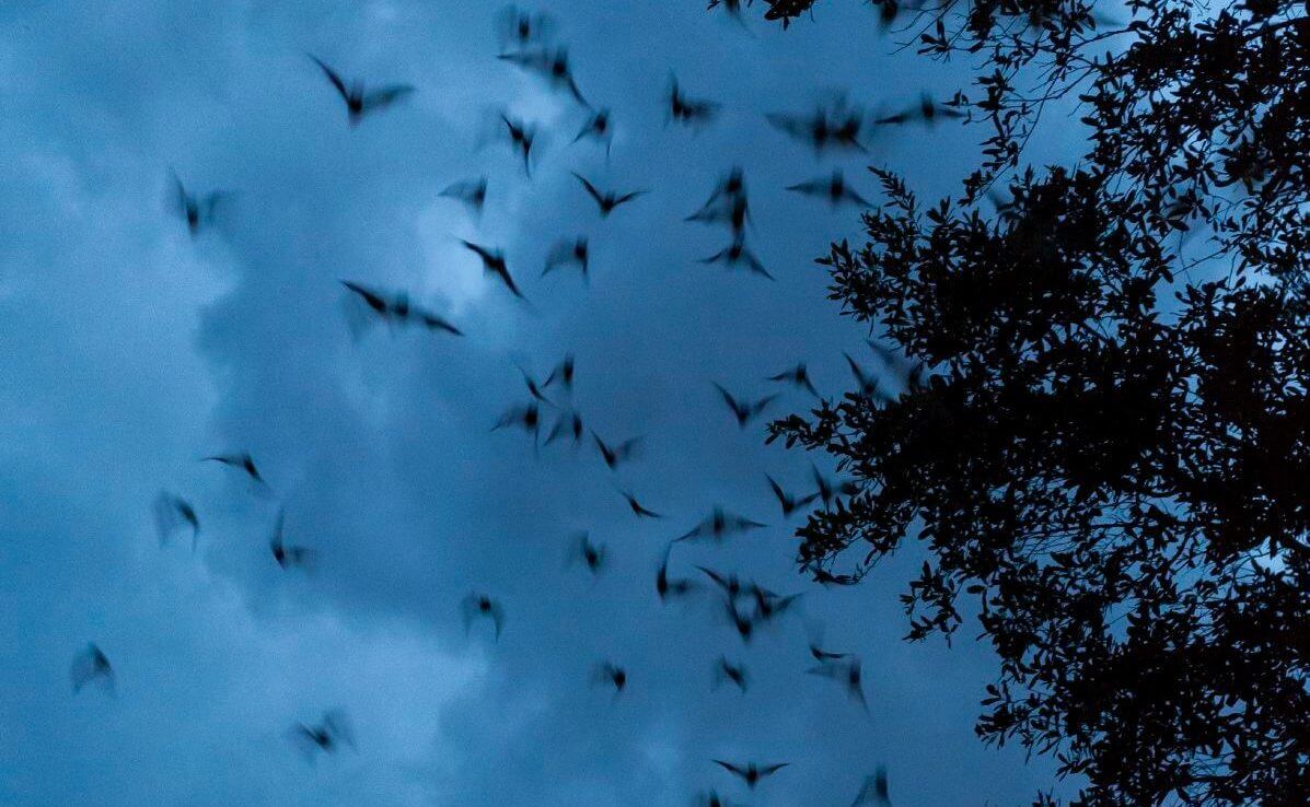 Photo of bats flying at night at the University of Florida Bat Houses