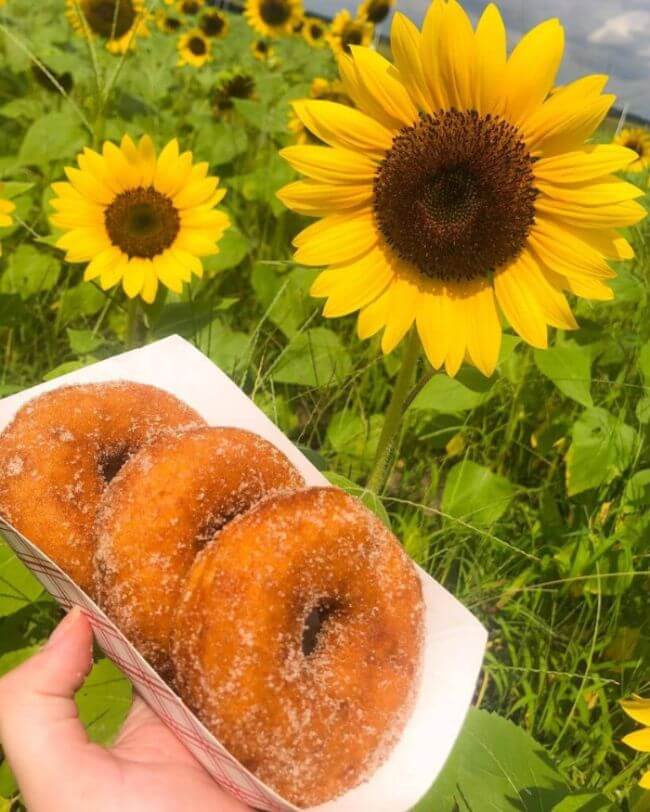 Photo of apple cider donuts with sunflowers at Southern Hill Farms